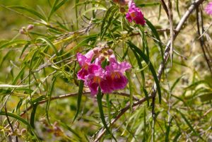 Desert Botanical Garden Grounds - In Bloom