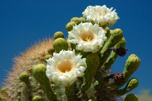 Desert Botanical Garden Grounds - In Bloom