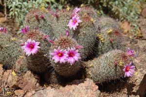 Desert Botanical Garden Grounds - In Bloom