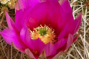 Desert Botanical Garden Grounds - In Bloom