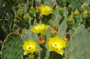 Desert Botanical Garden Grounds - In Bloom