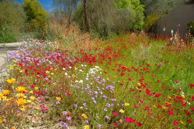 Boyce Thompson Arboretum