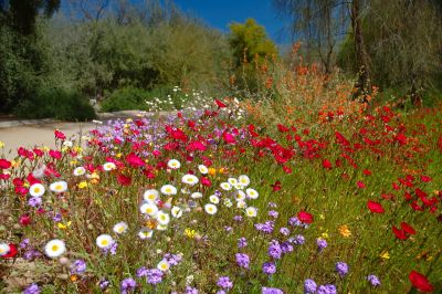 Boyce Thompson Arboretum