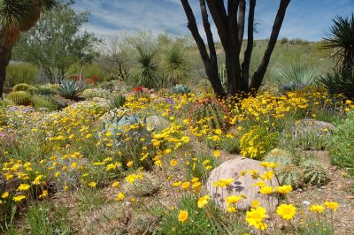 Boyce Thompson Arboretum