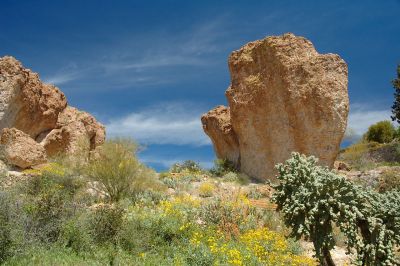 Boyce Thompson Arboretum