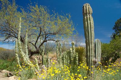 Boyce Thompson Arboretum