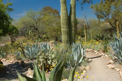 Boyce Thompson Arboretum