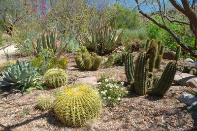 Boyce Thompson Arboretum