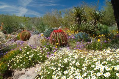 Boyce Thompson Arboretum