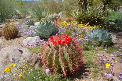 Boyce Thompson Arboretum