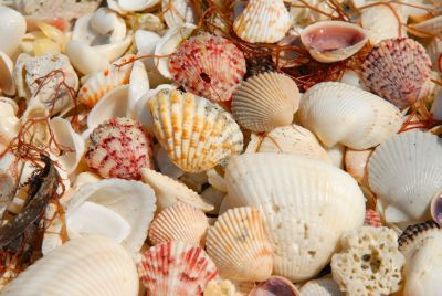 Florida - Sanibel Island Shells