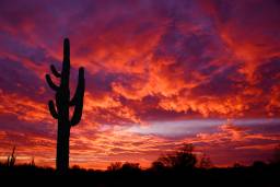 Arizona Sunset Picture