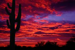 Arizona Sunset