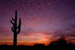 Arizona Sunset Picture