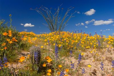 Arizona Wildflowers - 2008 McDowell Mountain Region Park