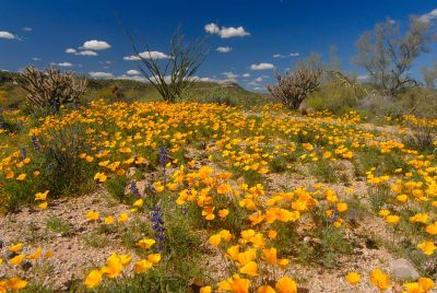 Arizona Wildflowers