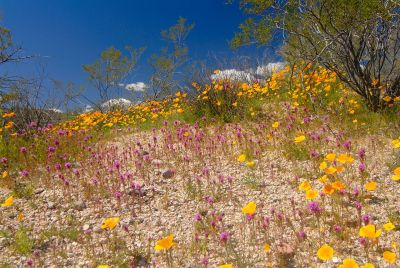 Arizona Wildflowers