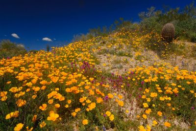 Arizona Wildflowers