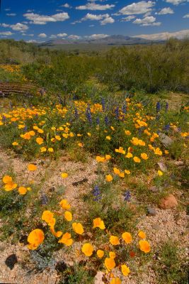 Arizona Wildflowers