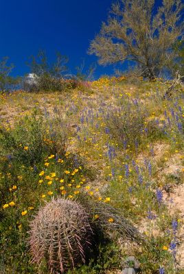 Arizona Wildflowers