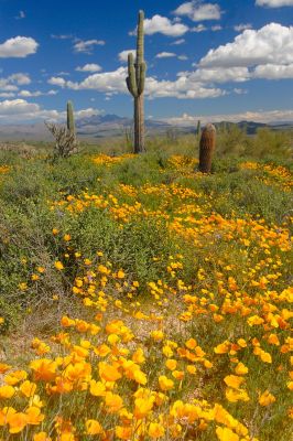 Arizona Wildflowers