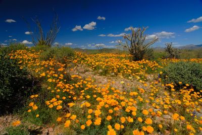 Arizona Wildflowers