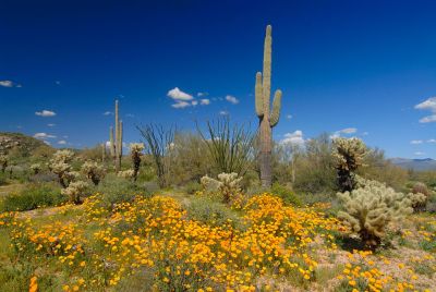 Arizona Wildflowers