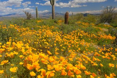 Arizona Wildflowers