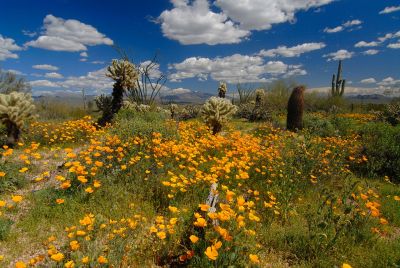 Arizona Wildflowers