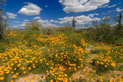 Arizona Wildflowers