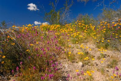 Arizona Wildflowers