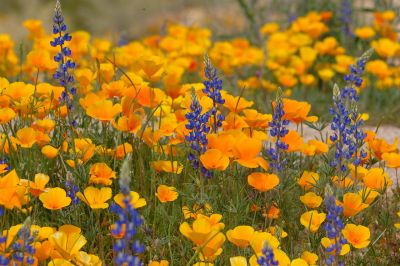 Arizona Wildflowers