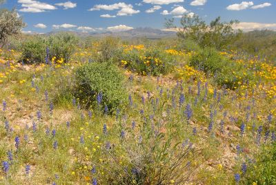 Arizona Wildflowers