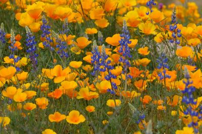 Arizona Wildflowers