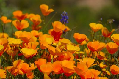 Arizona Wildflowers