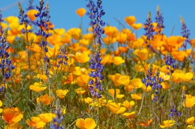 Arizona Wildflowers