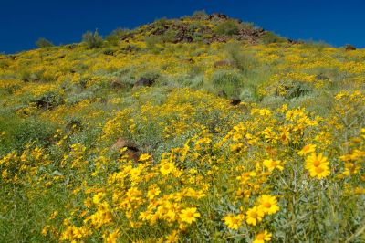 Arizona Wildflowers