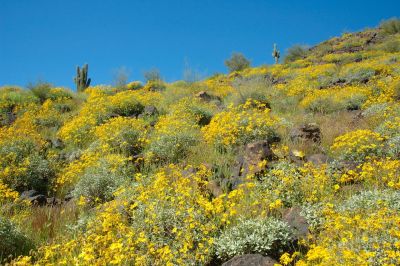 Arizona Wildflowers