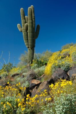 Arizona Wildflowers