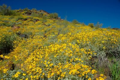 Arizona Wildflowers