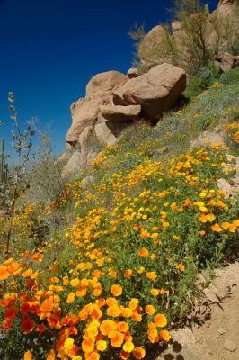 Arizona Wildflowers