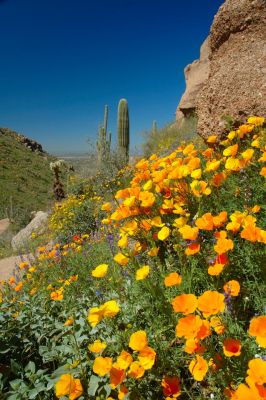 Arizona Wildflowers