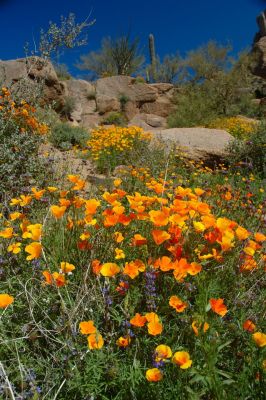 Arizona Wildflowers