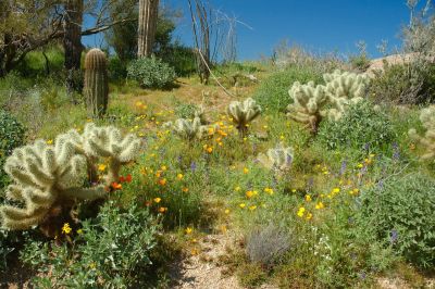 Arizona Wildflowers