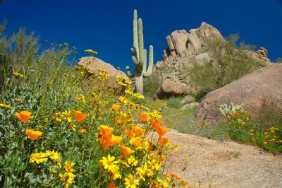 Arizona Wildflowers