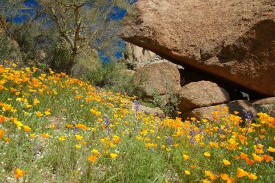 Arizona Wildflowers