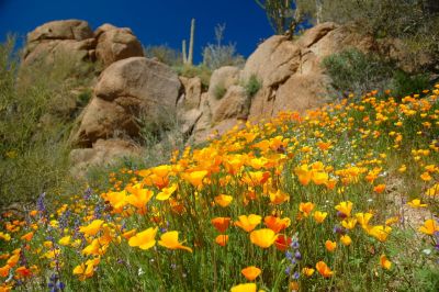 Arizona Wildflower Galleries