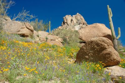 Arizona Wildflowers