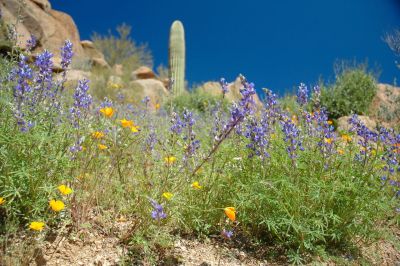 Arizona Wildflowers