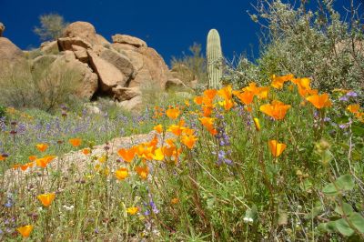 Arizona Wildflowers